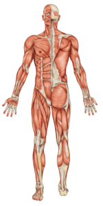 iStretch Full Body Muscle Map